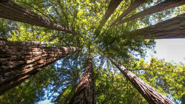 Best Hazardous Tree Removal  in Delano, CA