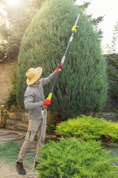 Best Tree Mulching  in Delano, CA